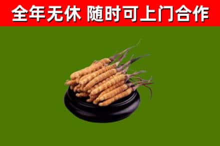 西吉回收散虫草