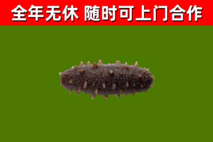 西吉烟酒回收干海参.jpg